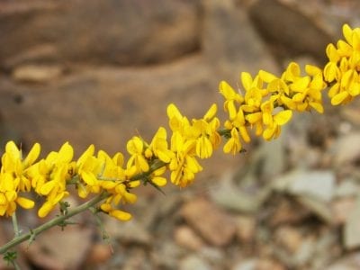 Genista scorpius o aliaga en plena floración amarilla