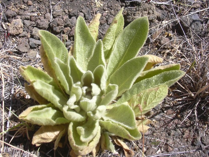 El Verbascum thapsus es una planta herbácea