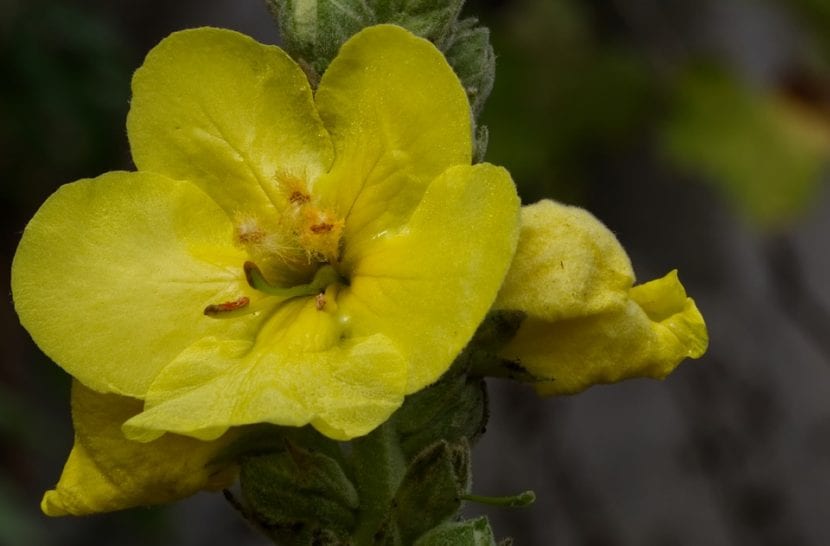 La flor del gordolobo es amarilla