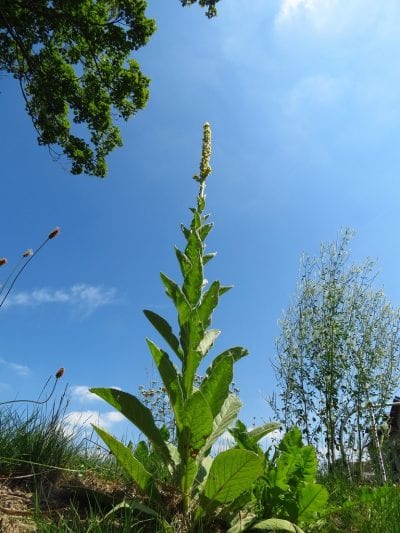 La planta gordolobo es medicinal