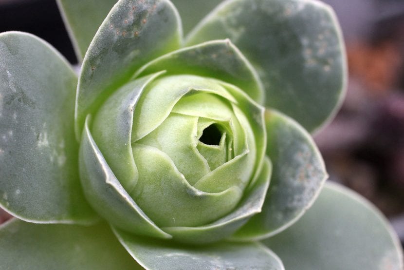 Greenovia