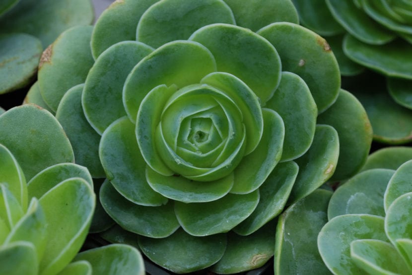 Greenovia