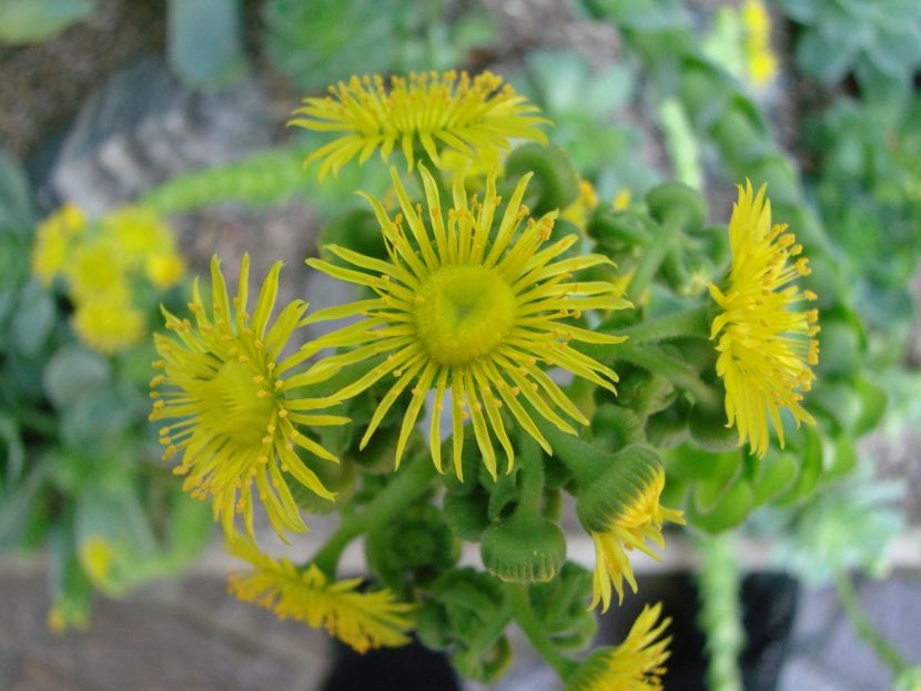 Flores de Greenovi