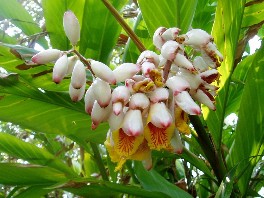 Alpinia zerumbet en flor