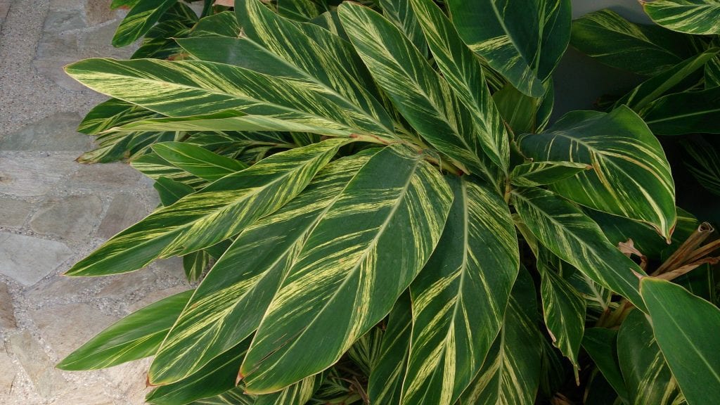 Alpinia zerumbet 'Variegata'