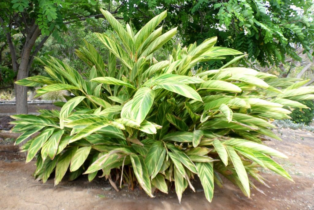 Cuidados de la alpinia: clima, riego, poda y floración