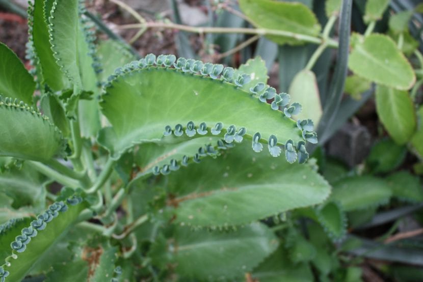 Kalanchoe daigremontiana