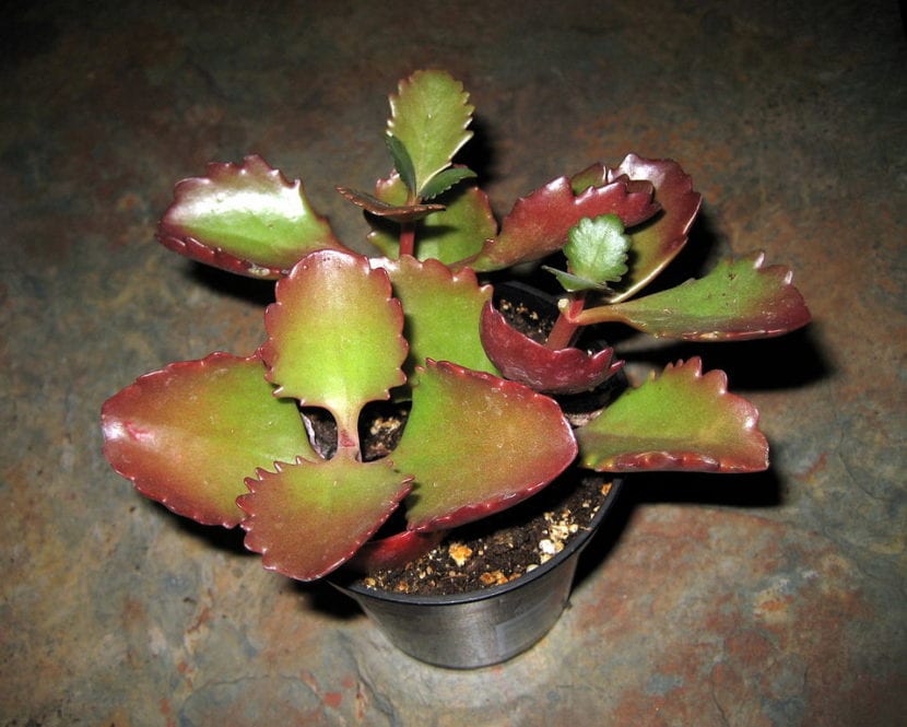 Kalanchoe longiflora cv coccinea