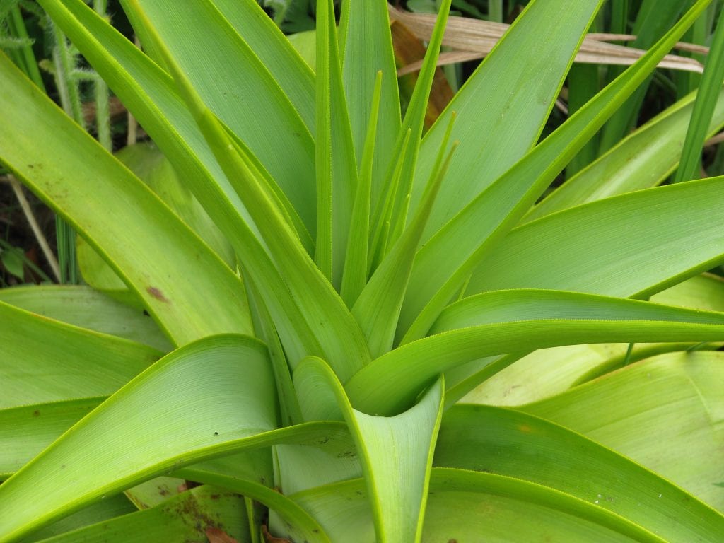 Kniphofia northiae
