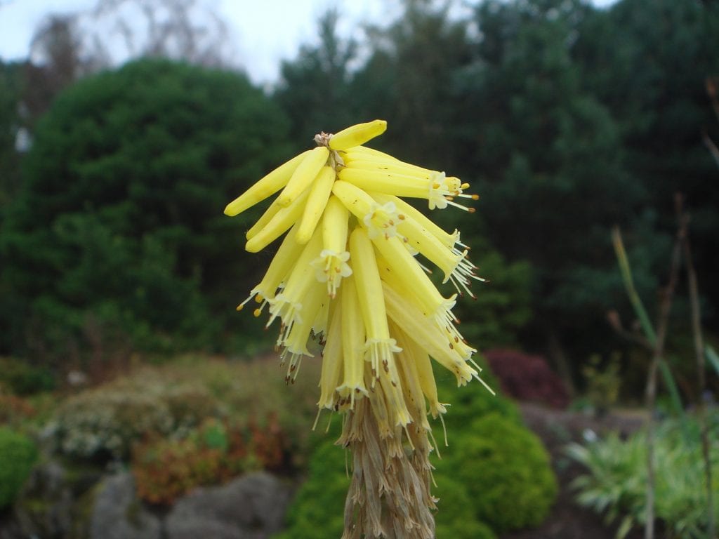 Kniphohia fibrosa