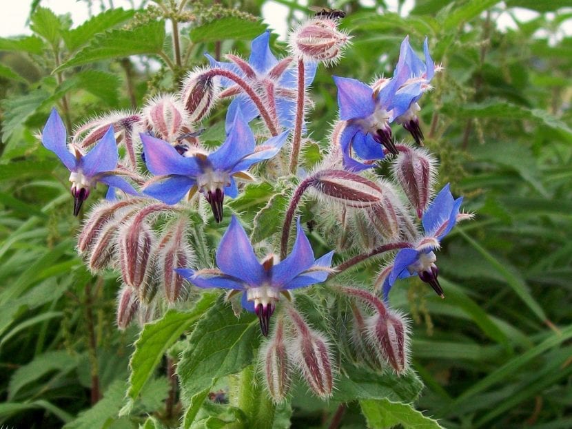 Flores de borraja