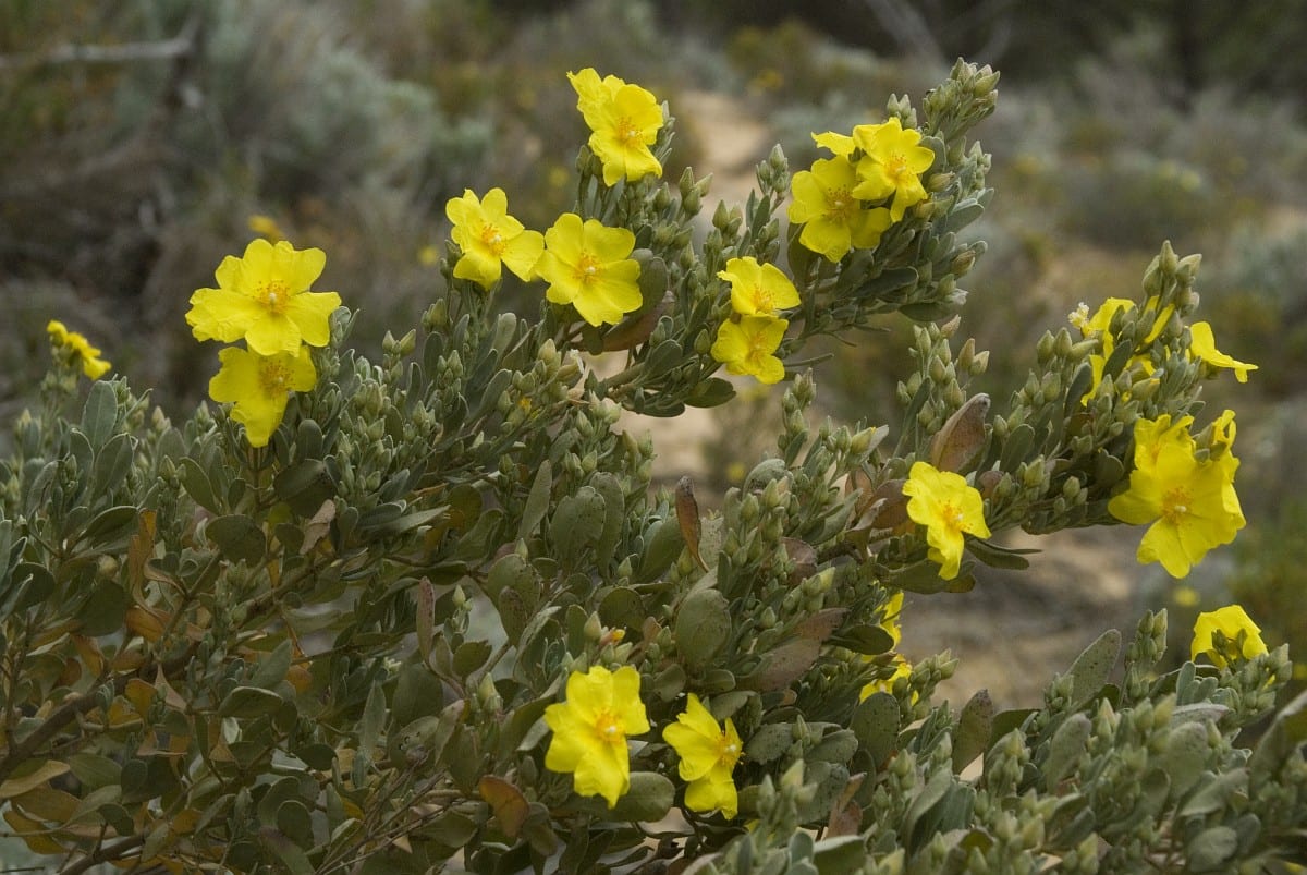Halimium atriplicifolium: características y cultivo