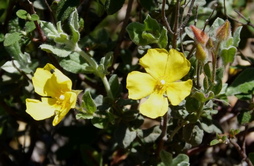 Vista del Halimium atriplicifolium
