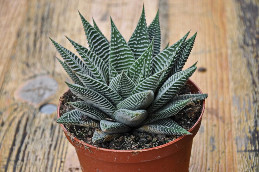 Haworthia limifolia striata 'Spider White'