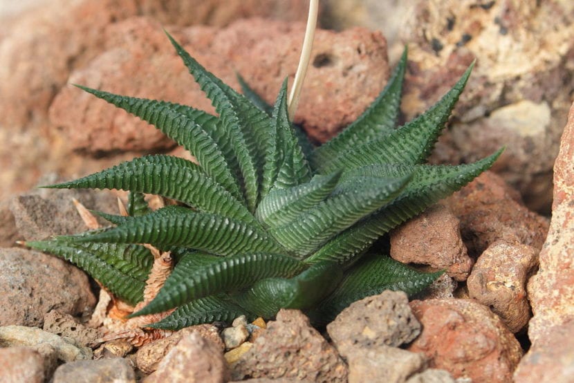 Haworthia limifolia