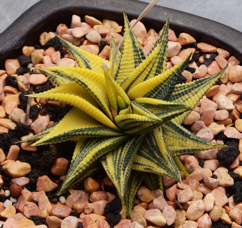 Haworthia limifolia 'Variegada'