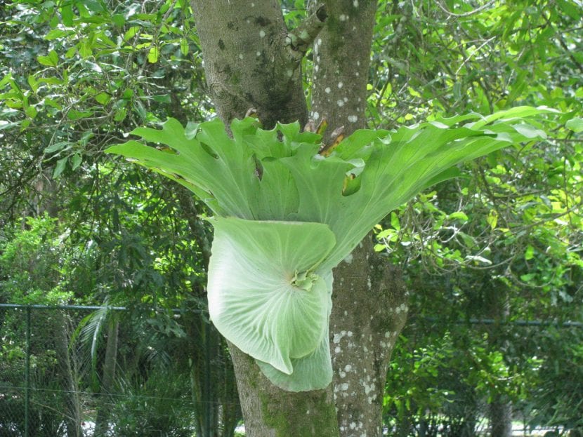 Ejemplar de Platycerium superbum, el helecho cuerno de alce