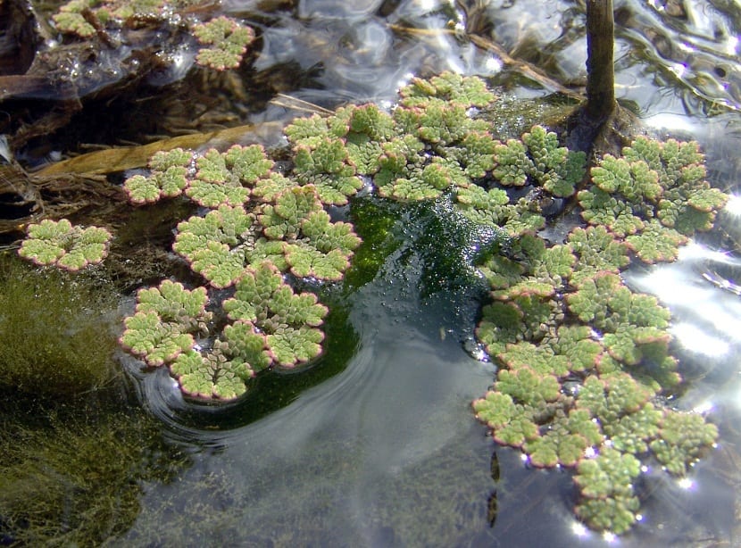 Azolla filiculoides con musgo en la orilla de un rio