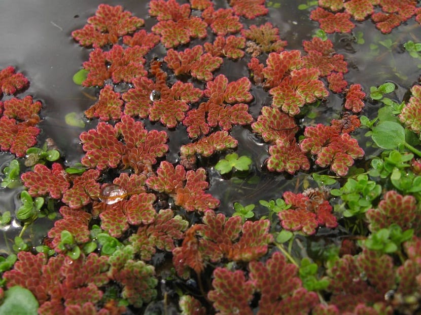 Azolla filiculoides de diferentes colores dentro del agua