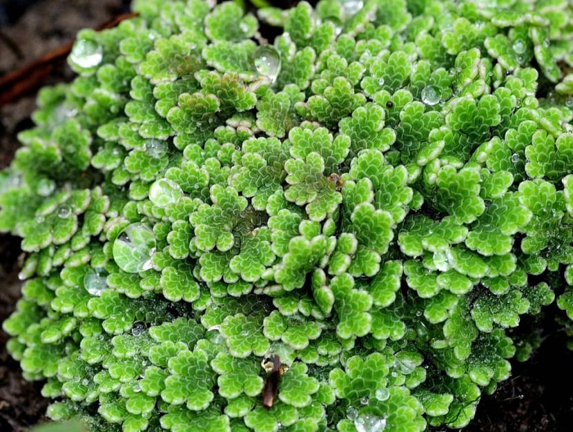 Azolla filiculoides: helecho de agua, usos y riesgos