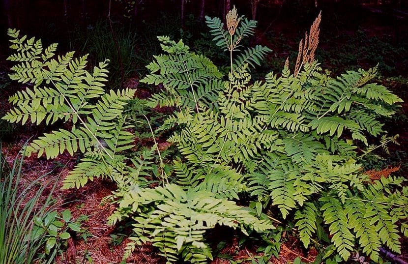Ejemplar de Osmunda regalis con sus frondes desplegadas