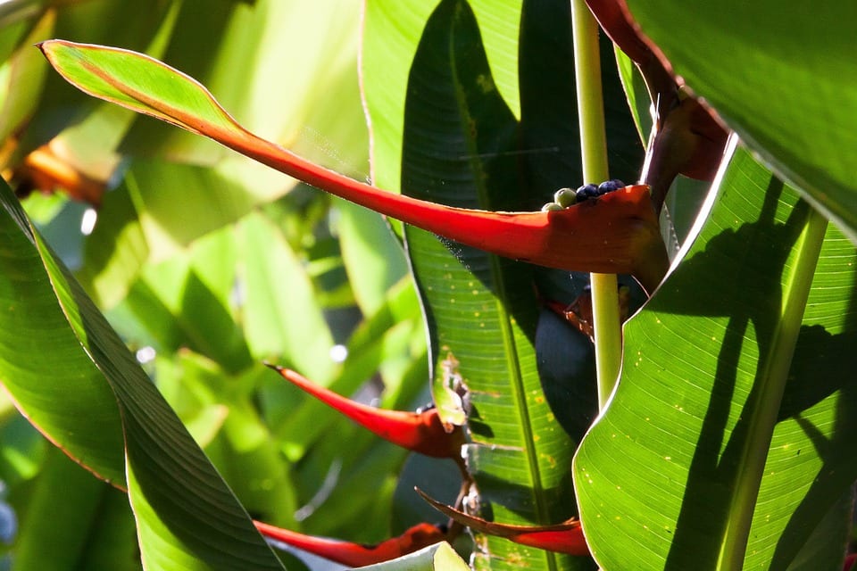 ️ Platanillo (Heliconia) | Guía Completa 2023
