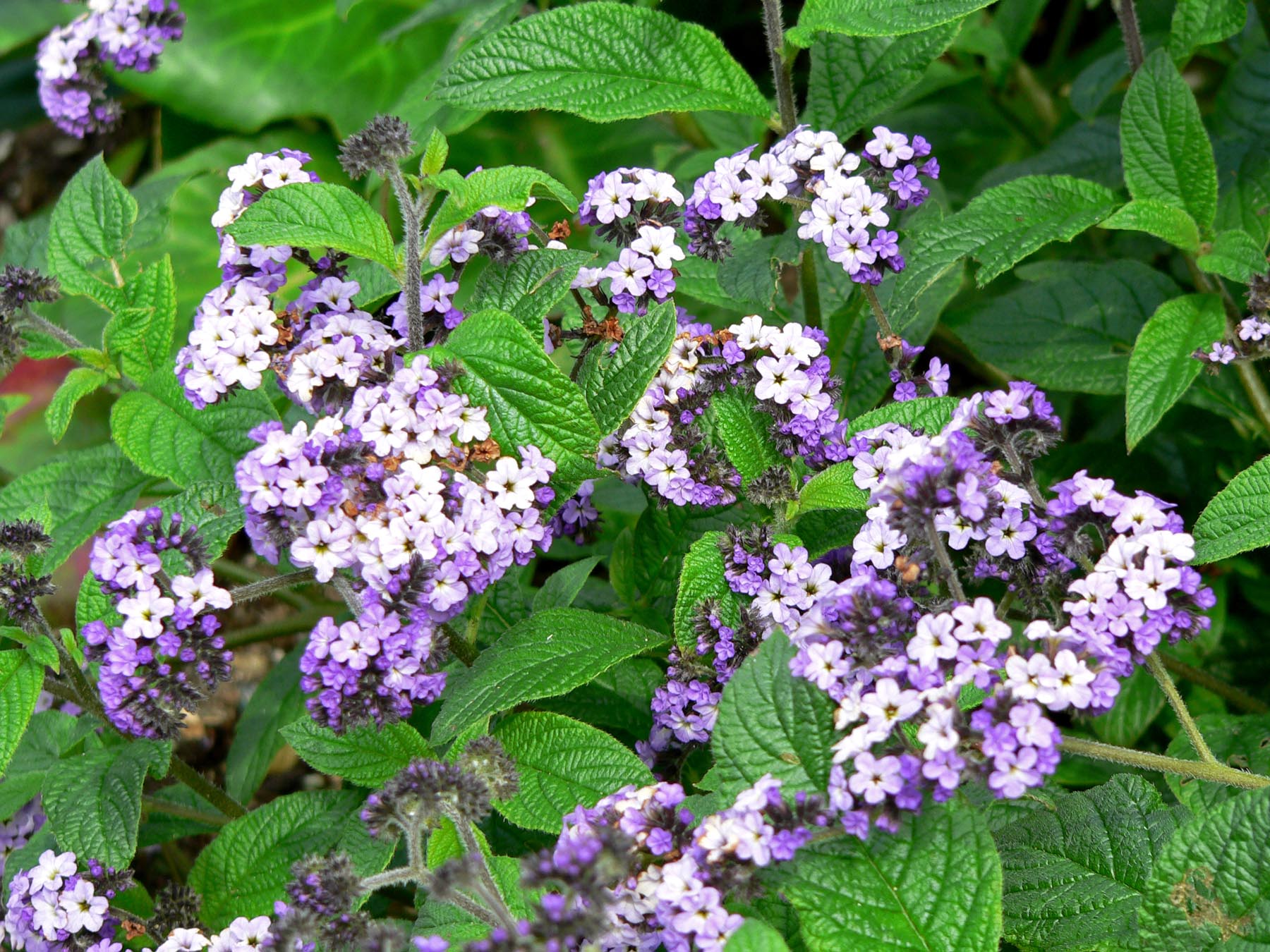 Heliotropium arborescens en flor