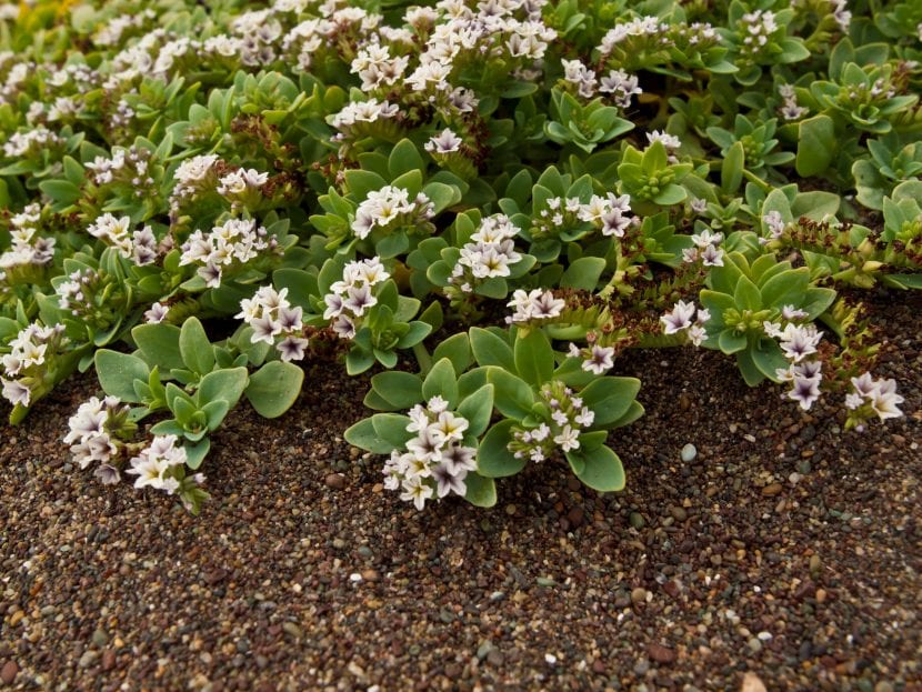 Heliotropium curassavicum