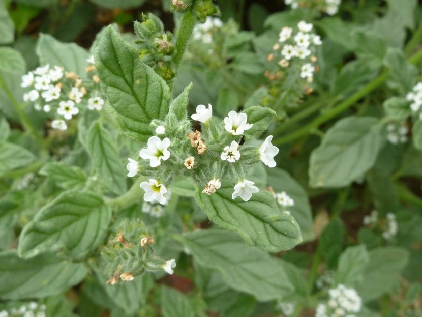 Vista del Heliotrpium europaeum, una planta muy interesante