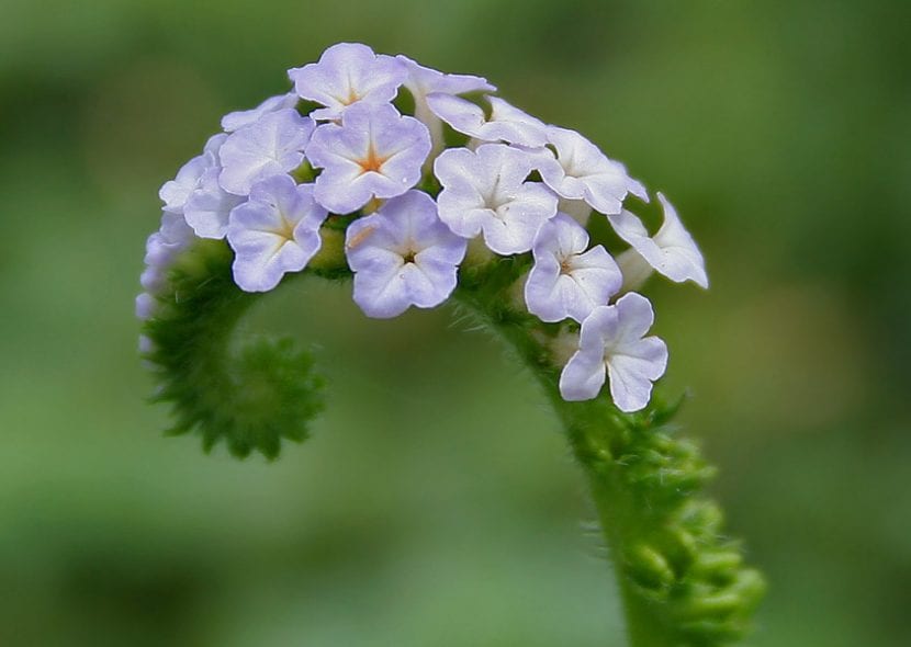 Heliotropium indicum