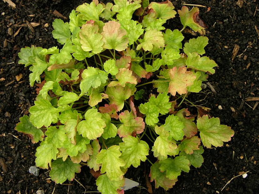 Heucheras: cultivo, cultivares y cuidados en España