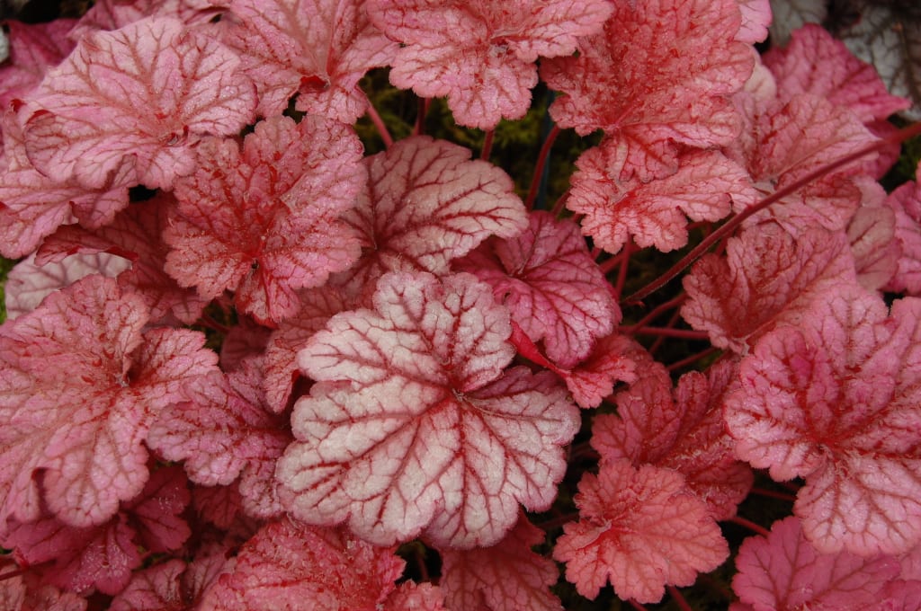 Heuchera