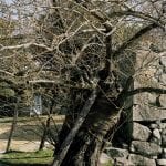 Árbol de Hiroshima