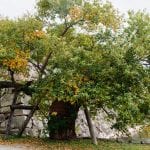 Árbol de Hiroshima