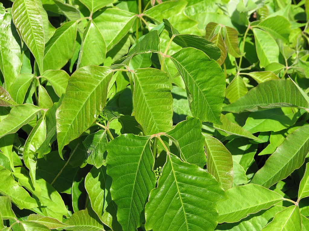 Hojas de tres foliolos de Toxicodendron radicans