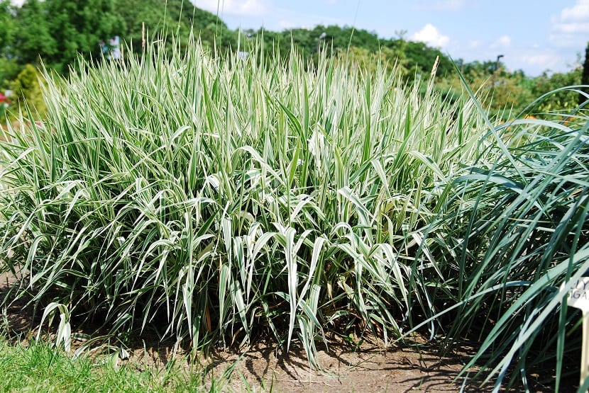 Varios arbustos de la llamada Phalaris arundinacea o hierba cinta