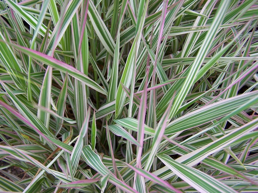 hojas de la Phalaris arundinacea donde algunas son de color como rosaceo y otras verde claro