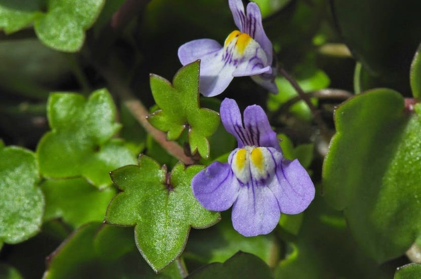  Hierba de Campanario (Cymbalaria muralis)