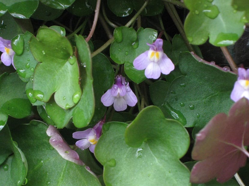 Esta es una especie de planta que tiene un método para propagarse poco común