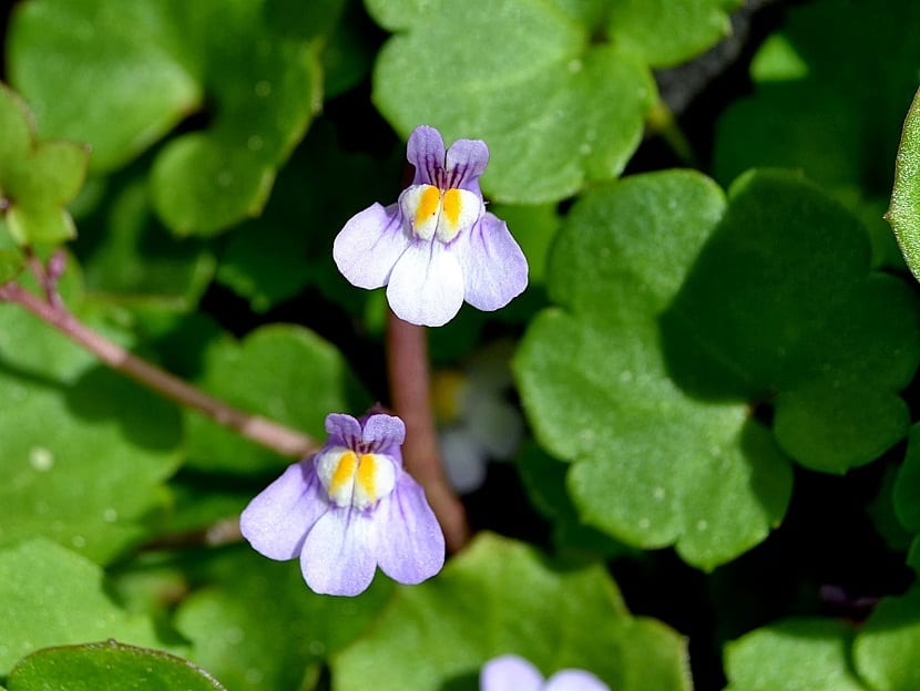 Cuidados de la Cymbalaria muralis