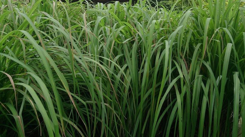Cymbopogon nardus