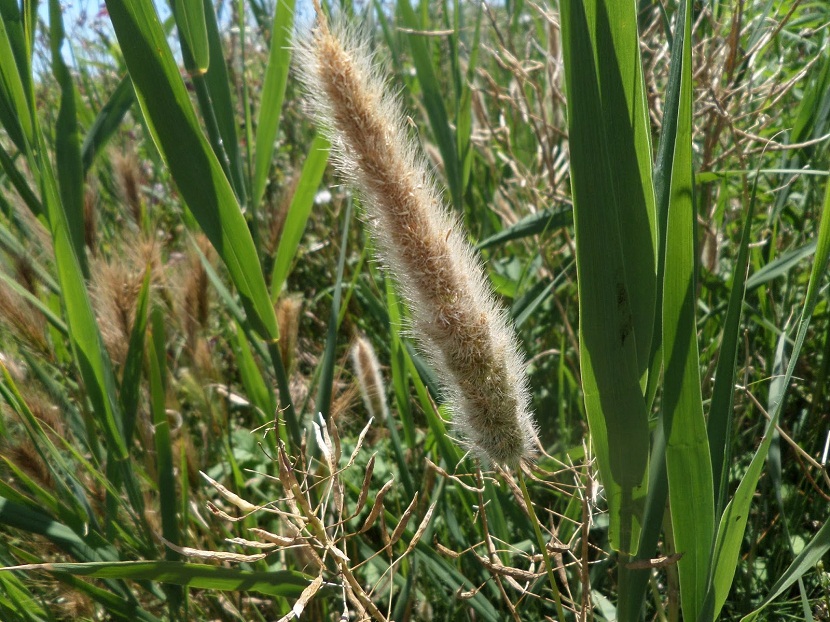 campo lleno de plantas llamadas Phleum pratense