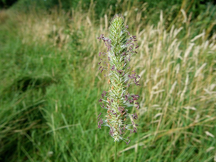 campo lleno de ramas de la Phleum pratense