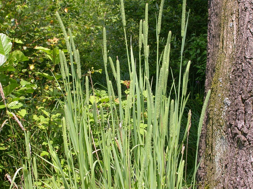 hierba timotea o Phleum pratense al lado de un árbol