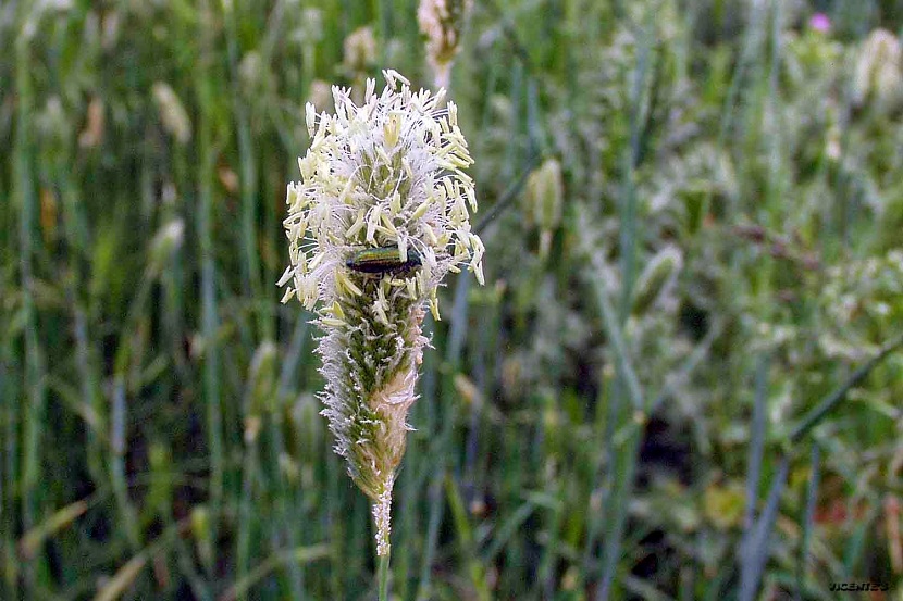 planta sola llamada Phleum pratense