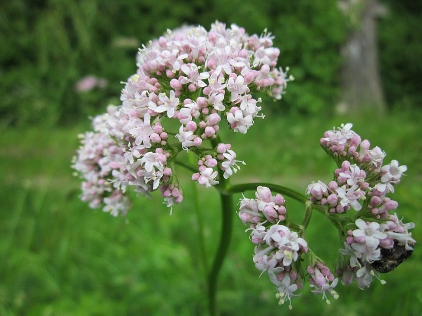 valeriana para dormir