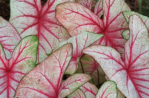 Caladium