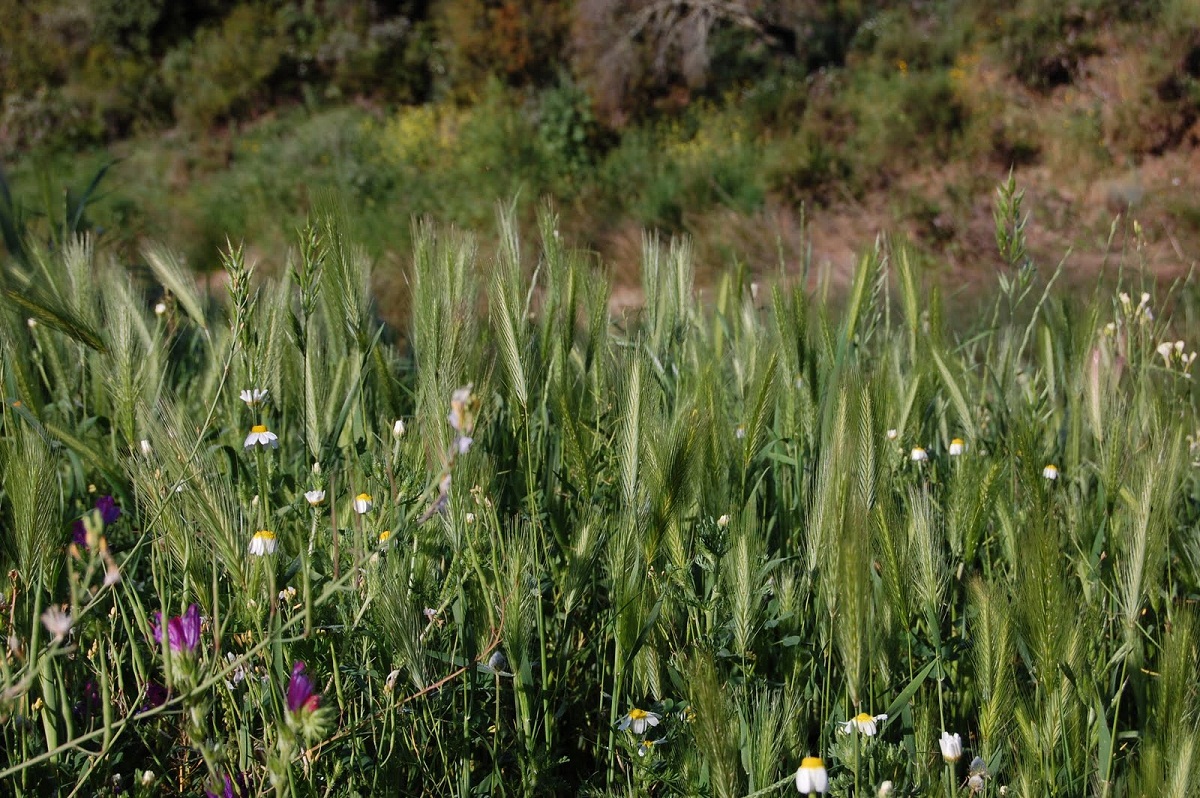 arbusto con pequenas espigas
