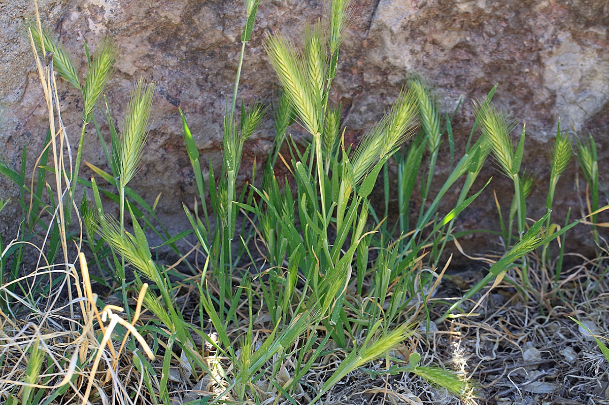 arbusto con pequenas espigas