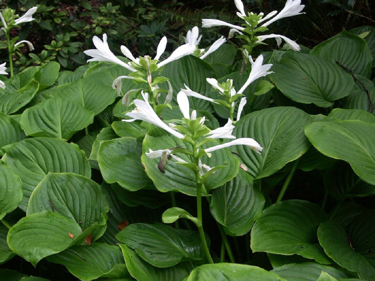 flores blancas con forma de trompeta